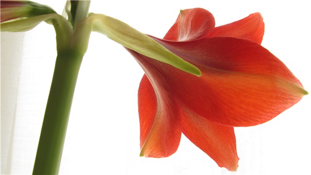 amarilis